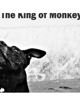 Let the dogs bark (Ltd edition CD)