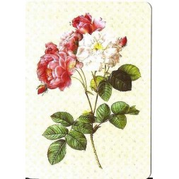 Carte postale rose ancienne