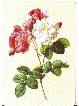 Carte postale rose ancienne