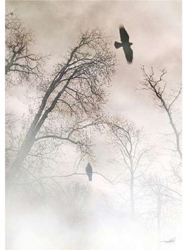 Crows