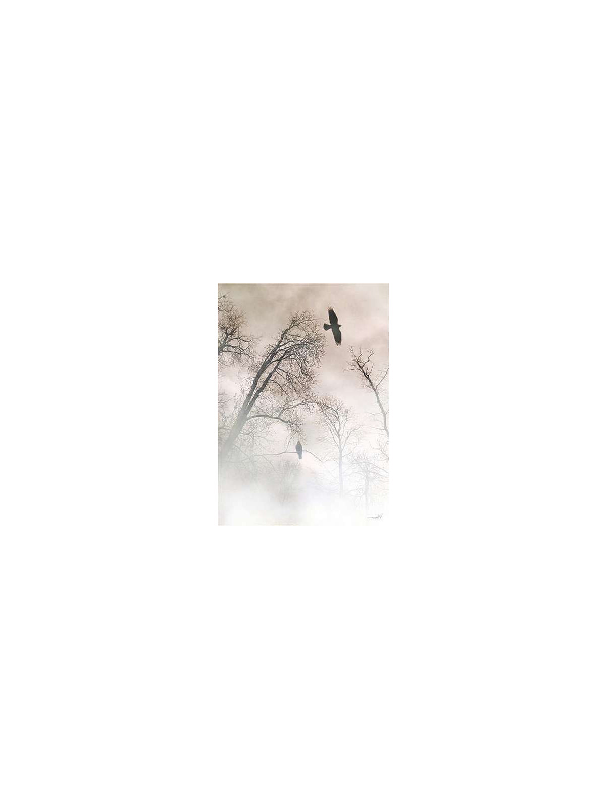 Crows