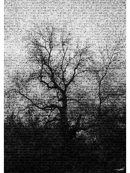Codex illusory