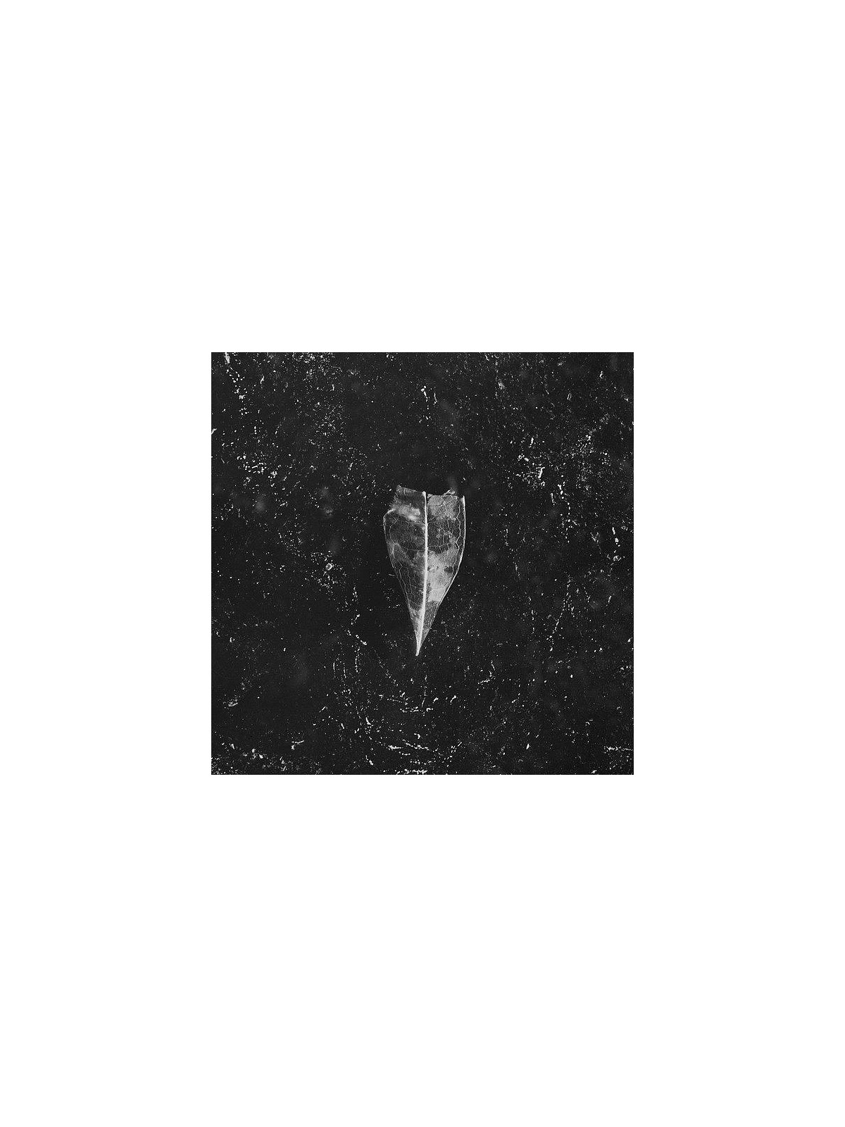 Bees made honey in the vein tree : Aion (CD)