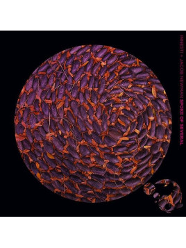 Innesti & Jacob Newman : Spoke of several (Ltd edition CD)