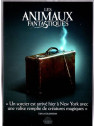 Le film de David Yates : Les animaux fantastiques  est en stock en dvd à la boutique ciel rouge à Dijon