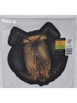 Le vinyle limité rsd2026 Big fig wasp de King gizzard and the lizard wizard est disponible à Ciel rouge Dijon