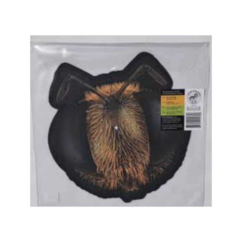 Le vinyle limité rsd2026 Big fig wasp de King gizzard and the lizard wizard est disponible à Ciel rouge Dijon